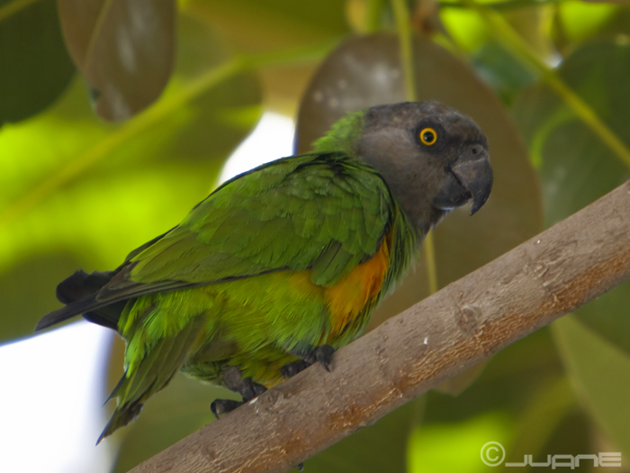 Papagáj senegalský - Poicephalus senegalus